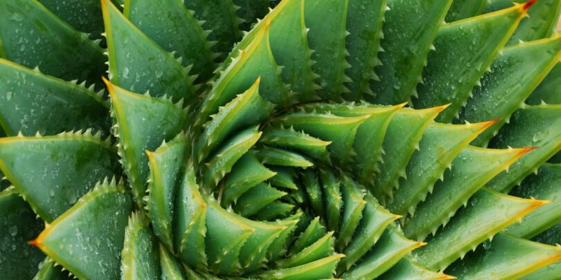 Aloe-Vera